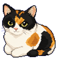 Calico: Calico cat with green eyes