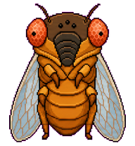 Cicada: Cicada with transparent wings