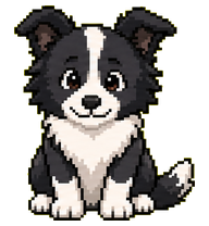 Lando Collie: Black and white border collie