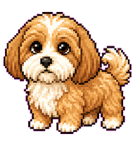 Pixel: Shaggy brown puppy