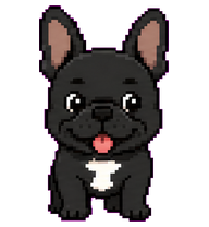 Ramzes: Black French bulldog