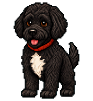 Rocky Dog: Shaggy black dog with a white chest