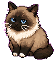 Sima: Fluffy cream Siamese