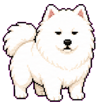 Soda: White Samoyed with a curled tail