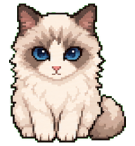 Wangcai: Cream long-haired blue-eyed cat
